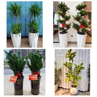 兴安盟乌兰浩特阿尔山市突泉同城花店乔迁入新居开业绿植送发财树