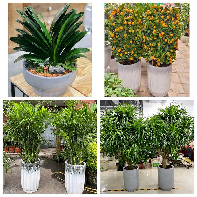 南通市如东启东如皋市海门市同城花店乔迁入新居开业绿植送发财树