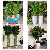 发财树招财树送朋友公司开业送柳州市柳江区柳城县鹿寨县同城花店