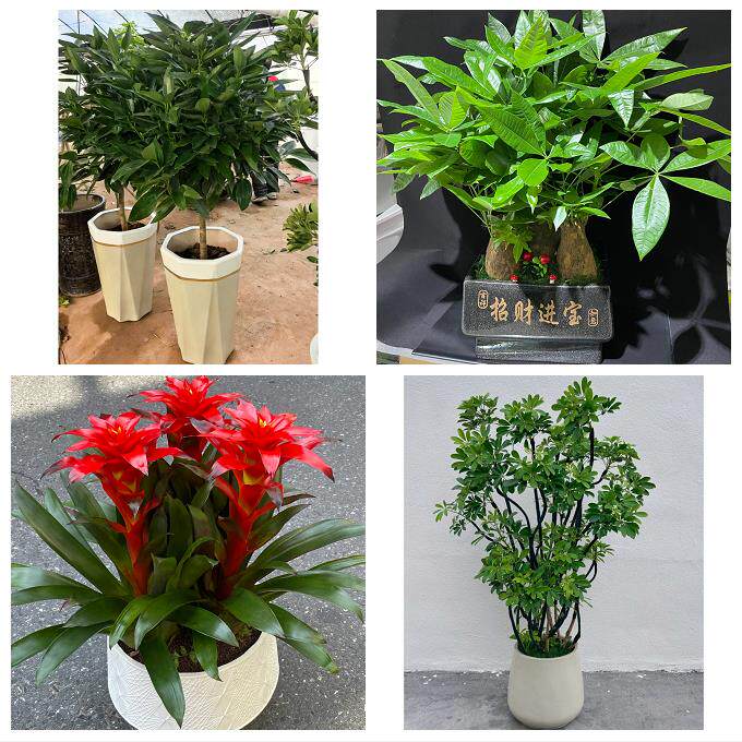 送开封市通许县尉氏县兰考县同城花店乔迁入新居开业绿植送发财树