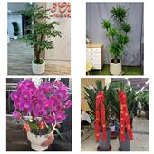 发财树招财树送朋友公司开业送上海市虹口区广中路曲阳路同城花店