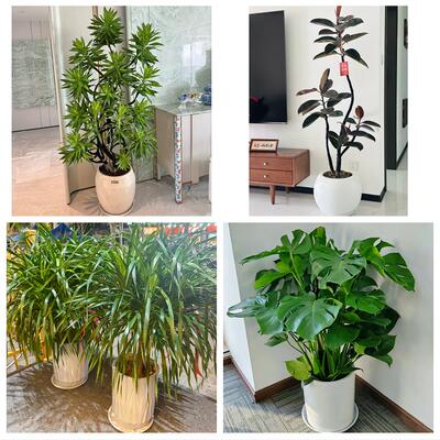 上海闵行区浦江镇莘庄工业区同城绿植花卉送发财树绿萝柱公司开业