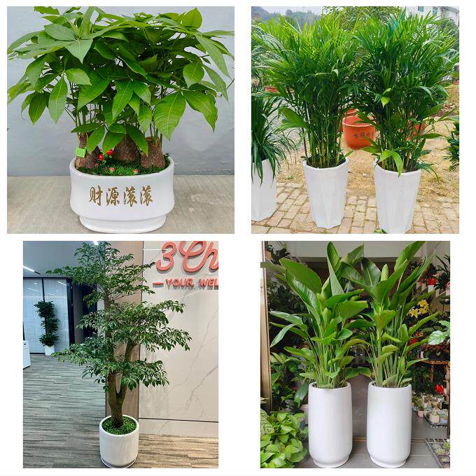 发财树招财树送朋友公司开业送泰州市靖江市泰兴市姜堰区同城花店