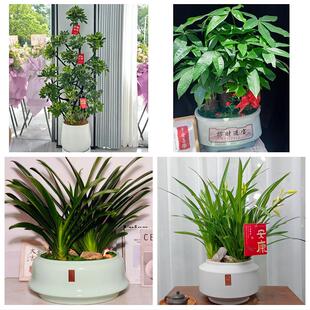 永州市东安双牌县道县江永县同城绿植花卉送发财树绿萝柱公司开业