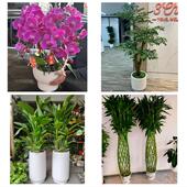 发财树招财树送朋友公司开业北京顺义区牛栏山南法信马坡同城花店