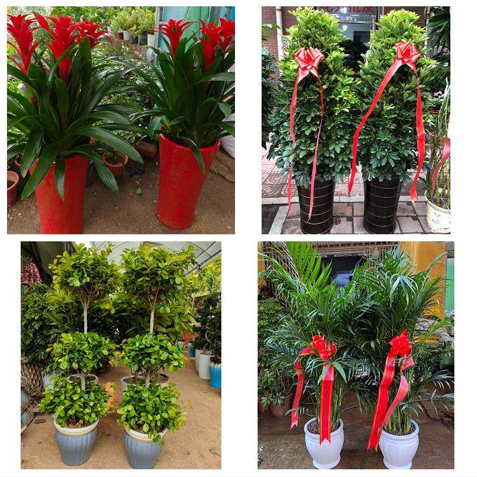 北京石景山区广宁五里坨鲁谷同城鲜花店配送开业绿植发财树天堂鸟