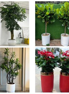 长春市南关宽城朝阳区二道区花店同城配送盆栽发财树开业入新居