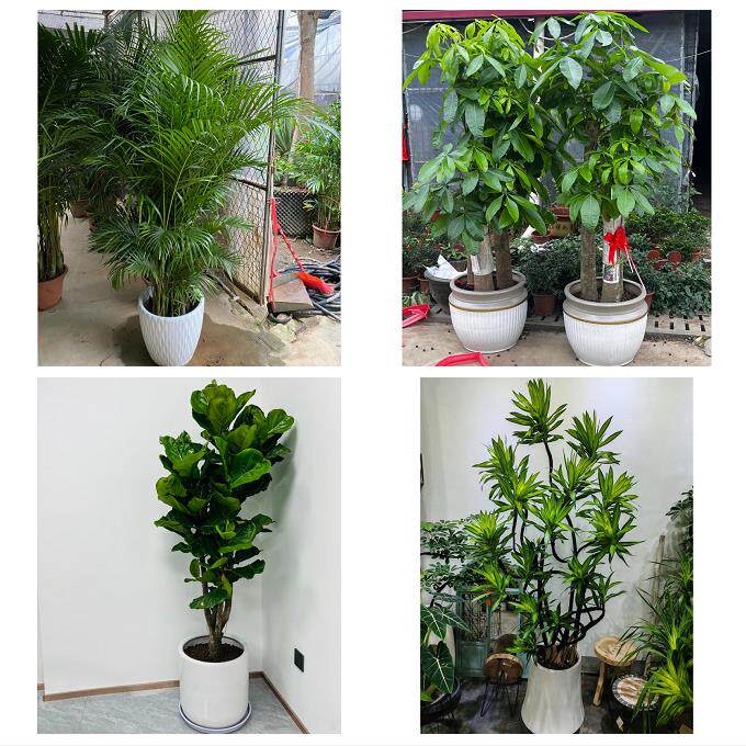 发财树招财树送朋友公司开业送岳阳市平江县汨罗市临湘市同城花店