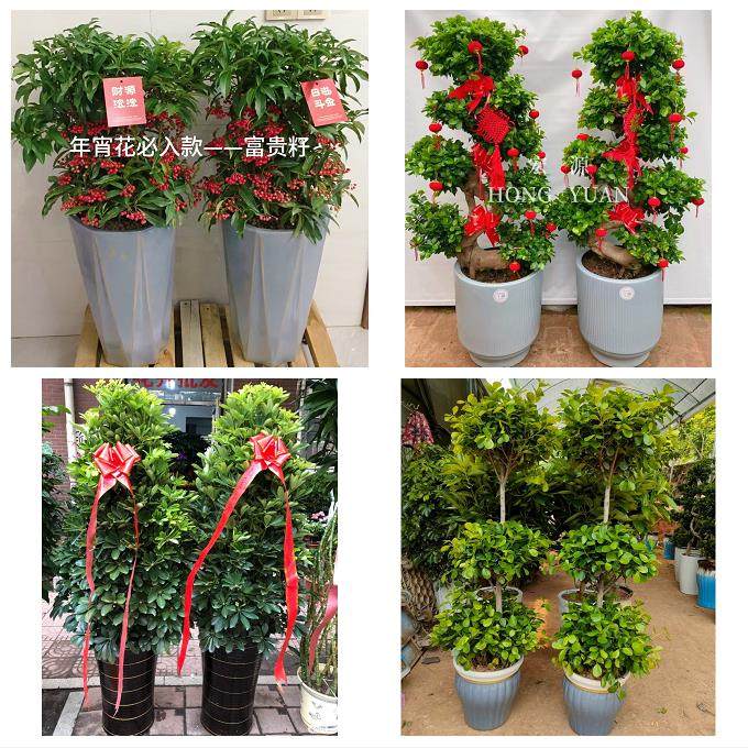 送漳州市芗城区龙文区云霄县同城鲜花店配送开业绿植发财树天堂鸟