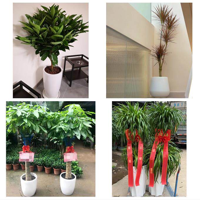 发财树招财树送朋友公司开业芜湖市芜湖县繁昌南陵无为县同城花店