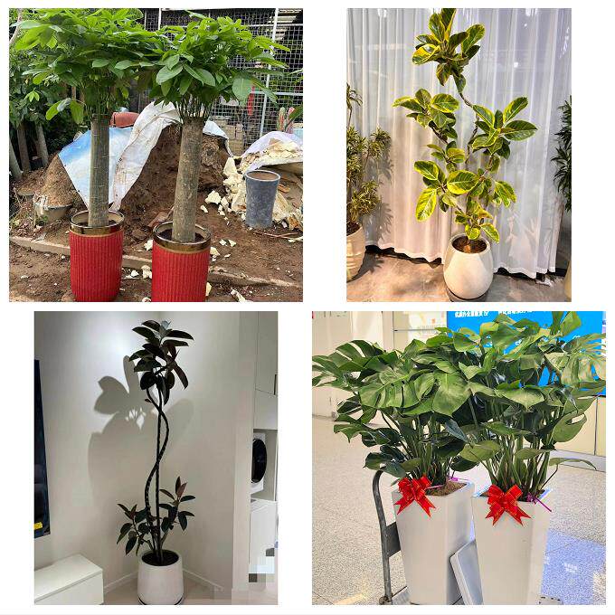 晋中市榆次区榆社左权和顺县同城花店乔迁入新居开业绿植送发财树