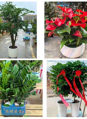 长春市南关宽城朝阳区二道区同城绿植花卉送发财树绿萝柱公司开业