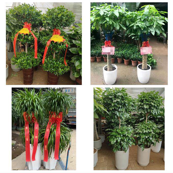 发财树招财树送朋友公司开业送武汉市武昌区青山区洪山区同城花店