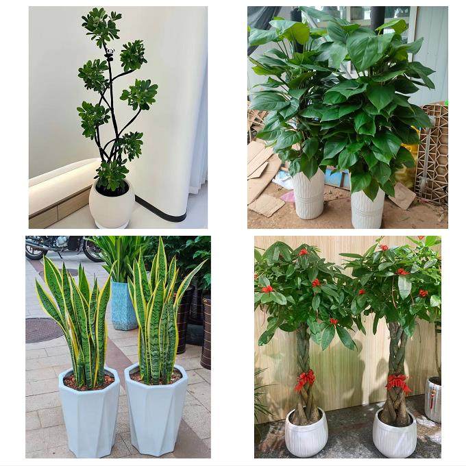 锦州市黑山县义县凌海北镇市同城鲜花店配送开业绿植发财树天堂鸟