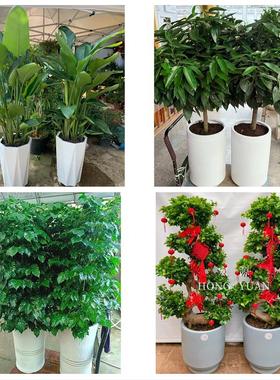 送盐城市亭湖区盐都区大丰区同城鲜花店配送开业绿植发财树天堂鸟