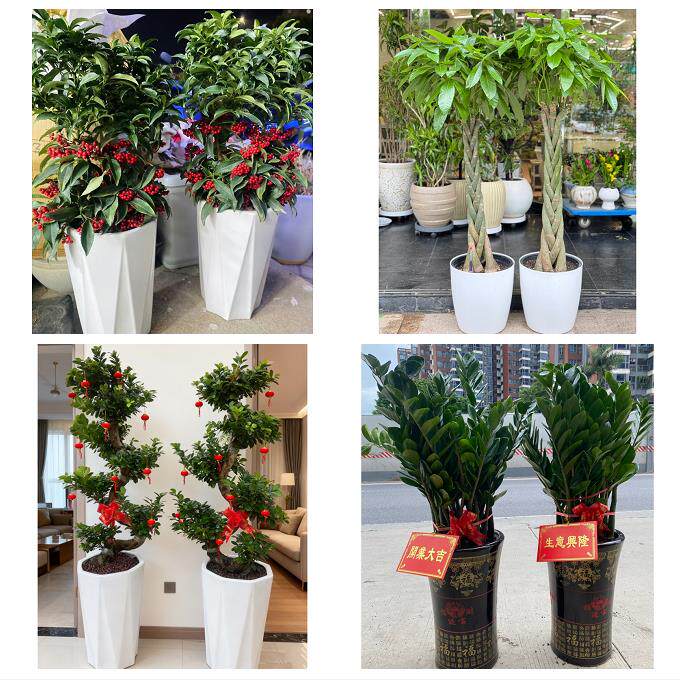 送鹰潭市月湖区余江县贵溪市同城花店乔迁入新居开业绿植送发财树