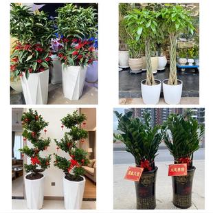 送鹰潭市月湖区余江县贵溪市同城花店乔迁入新居开业绿植送发财树
