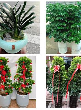 送赣州市兴国县会昌县寻乌县同城鲜花店配送开业绿植发财树天堂鸟