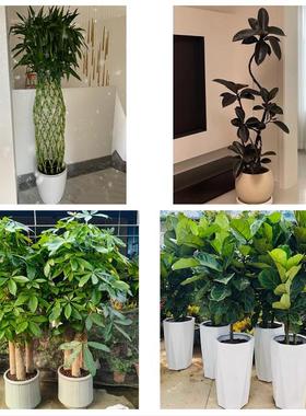 安庆市宿松望江岳西县桐城市同城鲜花店配送开业绿植发财树天堂鸟