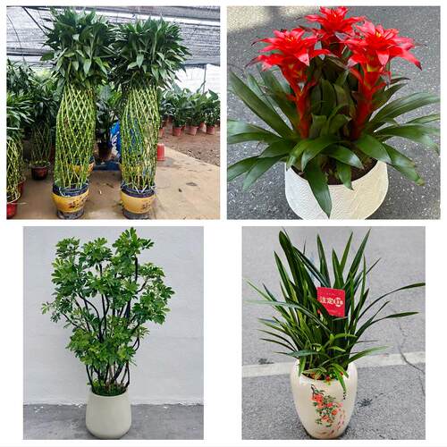 丽水莲都区庆元景宁县龙泉市同城花店乔迁入新居开业绿植送发财树