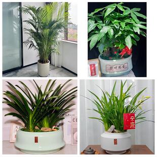 酒泉市肃州区金塔瓜州肃北县同城绿植花卉送发财树绿萝柱公司开业