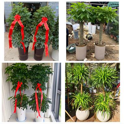 德州市临邑齐河县平原夏津县同城绿植花卉送发财树绿萝柱公司开业