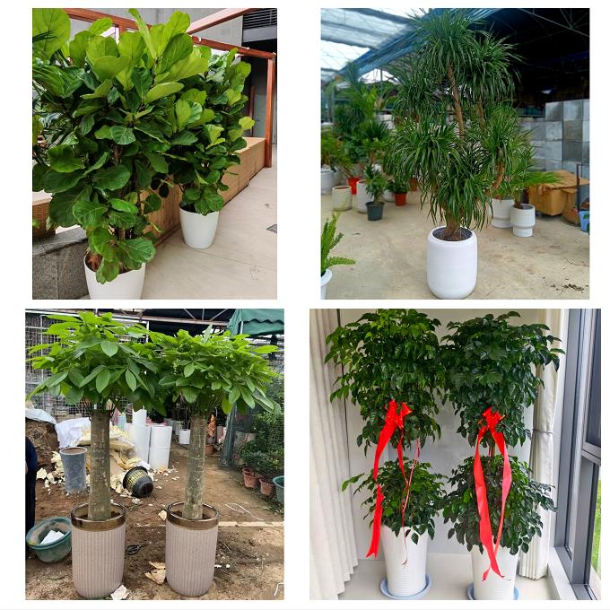 沈阳市和平区沈河大东皇姑区同城绿植花卉送发财树绿萝柱公司开业