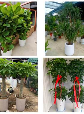 沈阳市和平区沈河大东皇姑区同城绿植花卉送发财树绿萝柱公司开业