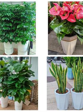 荆州市江陵县石首洪湖松滋市同城鲜花店配送开业绿植发财树天堂鸟