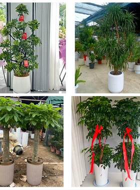 送岳阳市平江县汨罗市临湘市同城绿植花卉送发财树绿萝柱公司开业