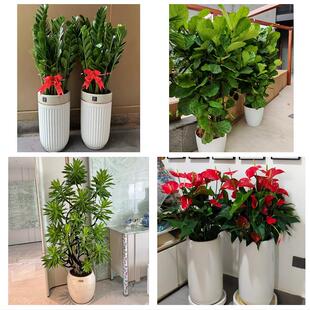 衡阳市珠晖雁峰区石鼓蒸湘区同城绿植花卉送发财树绿萝柱公司开业