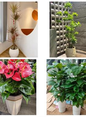 哈尔滨市双城区依兰县方正县同城鲜花店配送开业绿植发财树天堂鸟