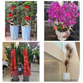 发财树招财树送朋友公司开业重庆市潼南荣昌区梁平城口县同城花店