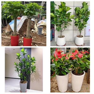 送大同市浑源县左云县大同县同城花店乔迁入新居开业绿植送发财树