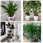 发财树招财树送朋友公司开业送深圳市坪山区坪山镇坑梓镇同城花店