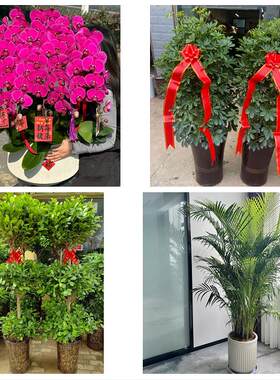 石家庄市辛集市晋州市新乐市同城绿植花卉送发财树绿萝柱公司开业