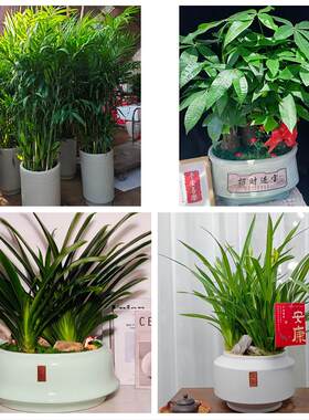 太原市小店区迎泽区杏花岭区同城绿植花卉送发财树绿萝柱公司开业