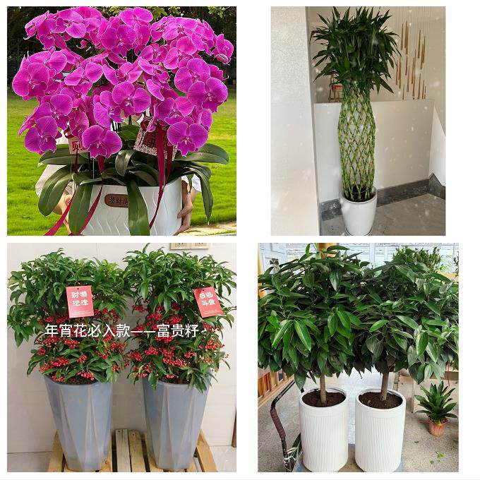 北京市房山区城关新镇向阳街同城鲜花店配送开业绿植发财树天堂鸟