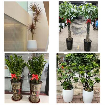 发财树招财树送朋友公司开业山西晋城市城区沁水县阳城县同城花店