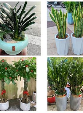 送青岛市即墨市平度市莱西市同城鲜花店配送开业绿植发财树天堂鸟