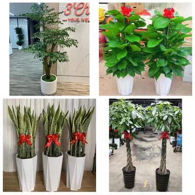 发财树招财树送朋友公司开业上海市浦东新区浦兴路东明路同城花店