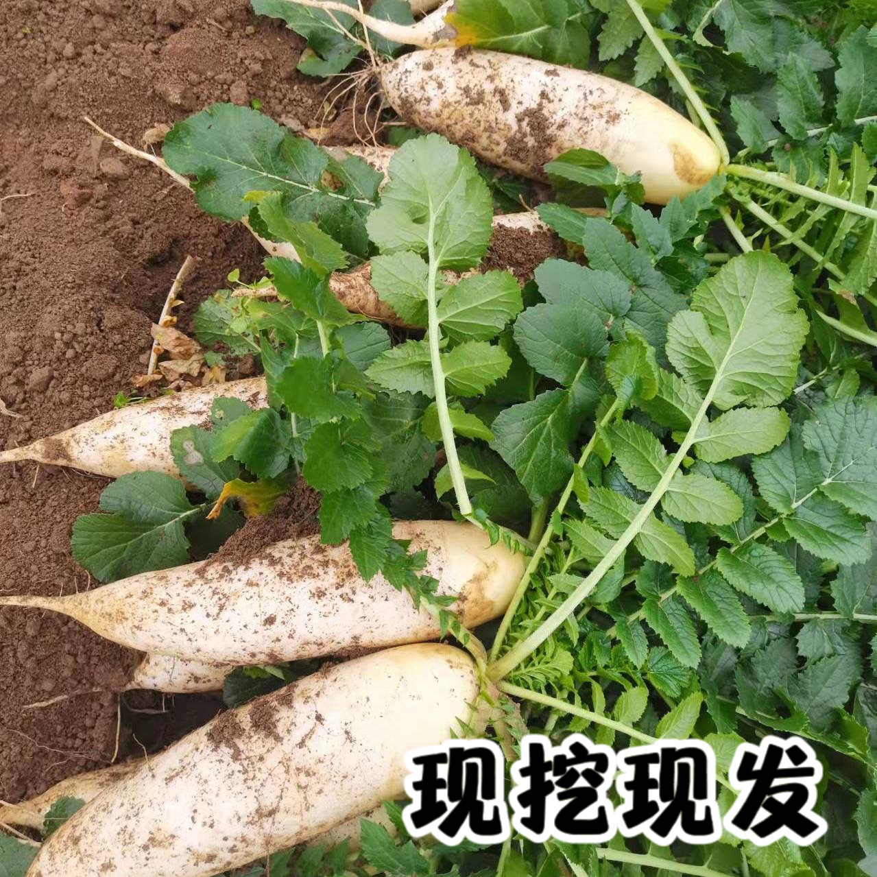 现挖新鲜白萝卜10斤包邮当季农家自种蔬菜腌菜泡菜脆甜白皮胡萝卜