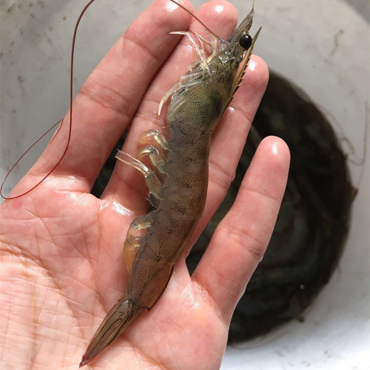 咸水虾40-50只白对虾海水虾冻虾新鲜活虾冷冻10-12