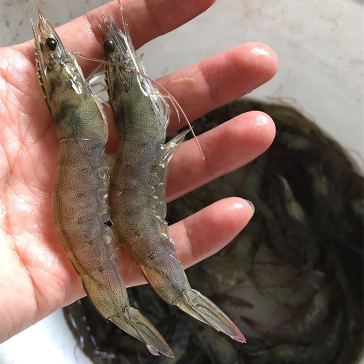 净重3斤白对虾40-50只规格海水虾新鲜活虾冷冻基围虾