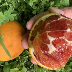 正宗优质重庆长寿湖血脐现摘现发超新鲜10斤礼盒装非万州玫瑰血橙