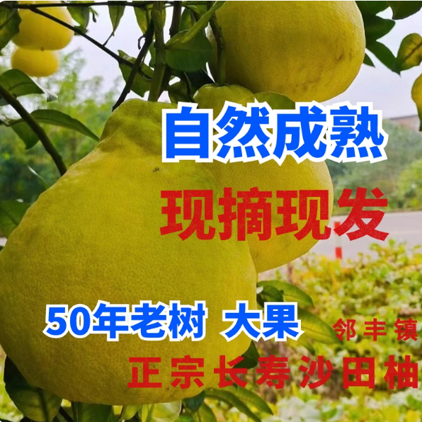 重庆正宗长寿非老树子沙田柚子白心当季新鲜现摘现发孕妇超甜大果
