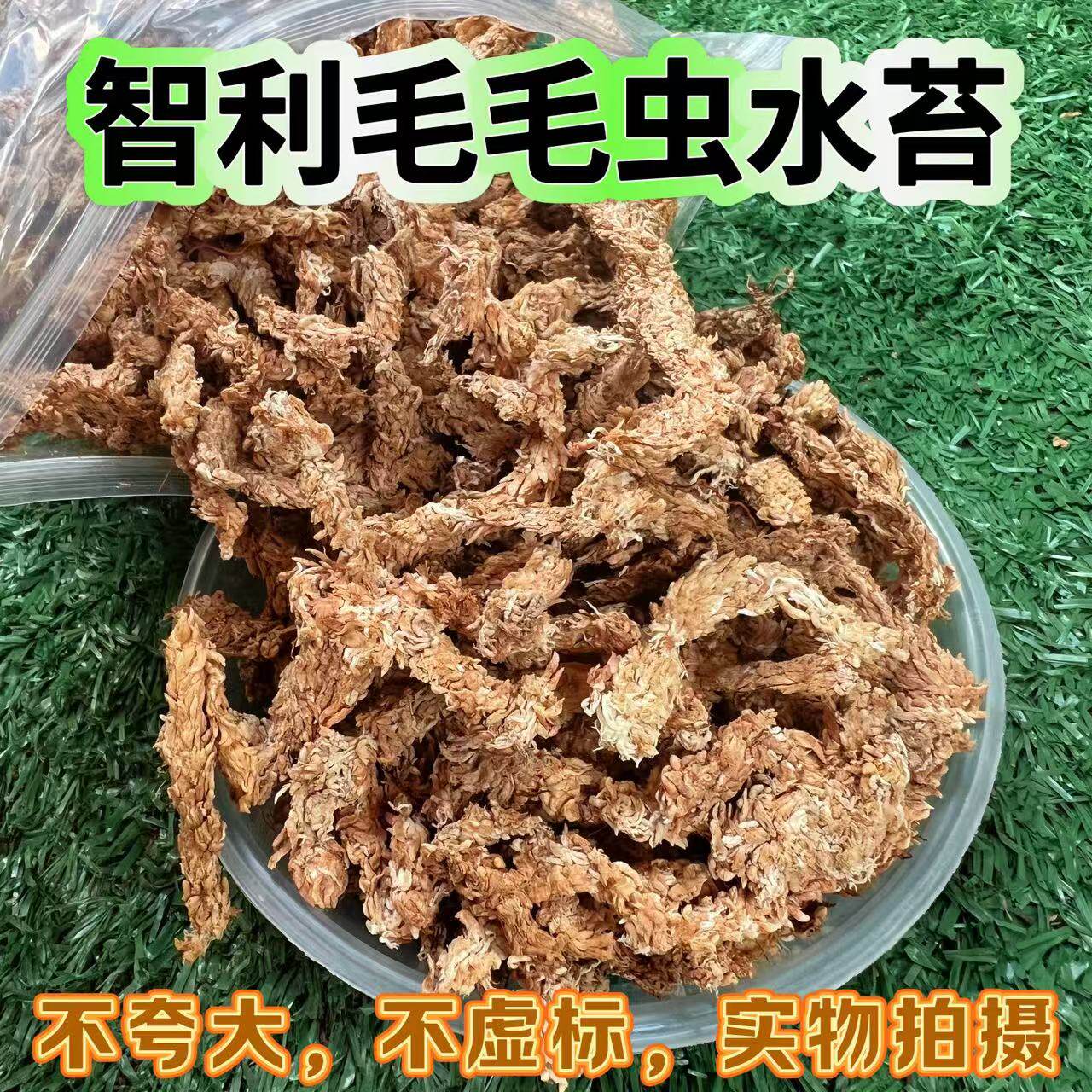 蝴蝶兰食虫草专用智利原装进口毛毛虫干草水苔