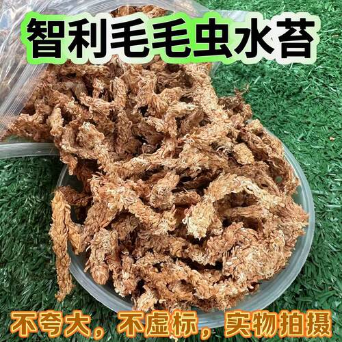 智利毛毛虫水苔粗条红草