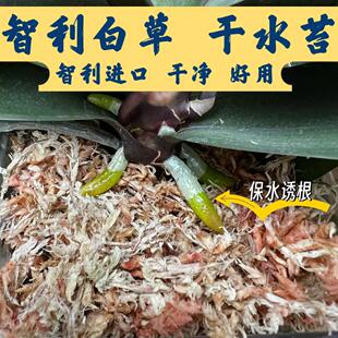 蝴蝶兰专用水苔干净杂质少透气保水利于生根智利进口白草干草