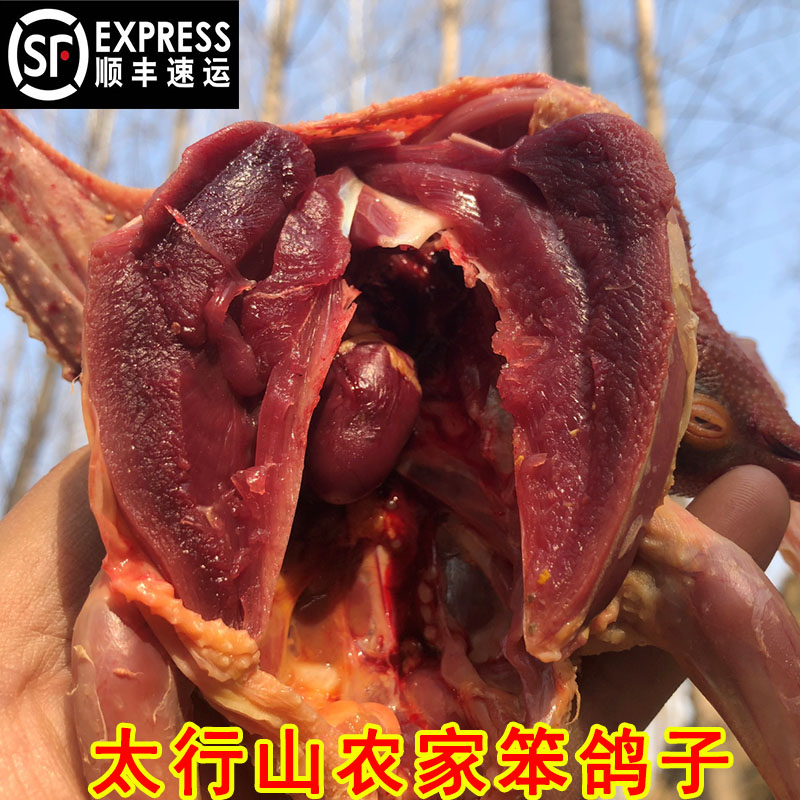 农村老鸽子深山柴鸽鸽鸽子肉乳鸽